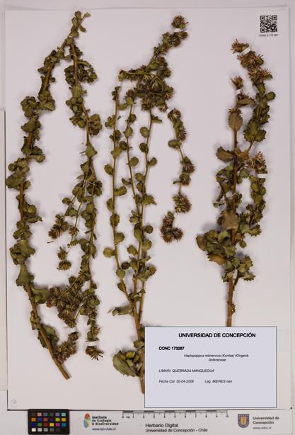 Haplopappus retinervius [Espécimen: UDEC:CONC:0173287]
