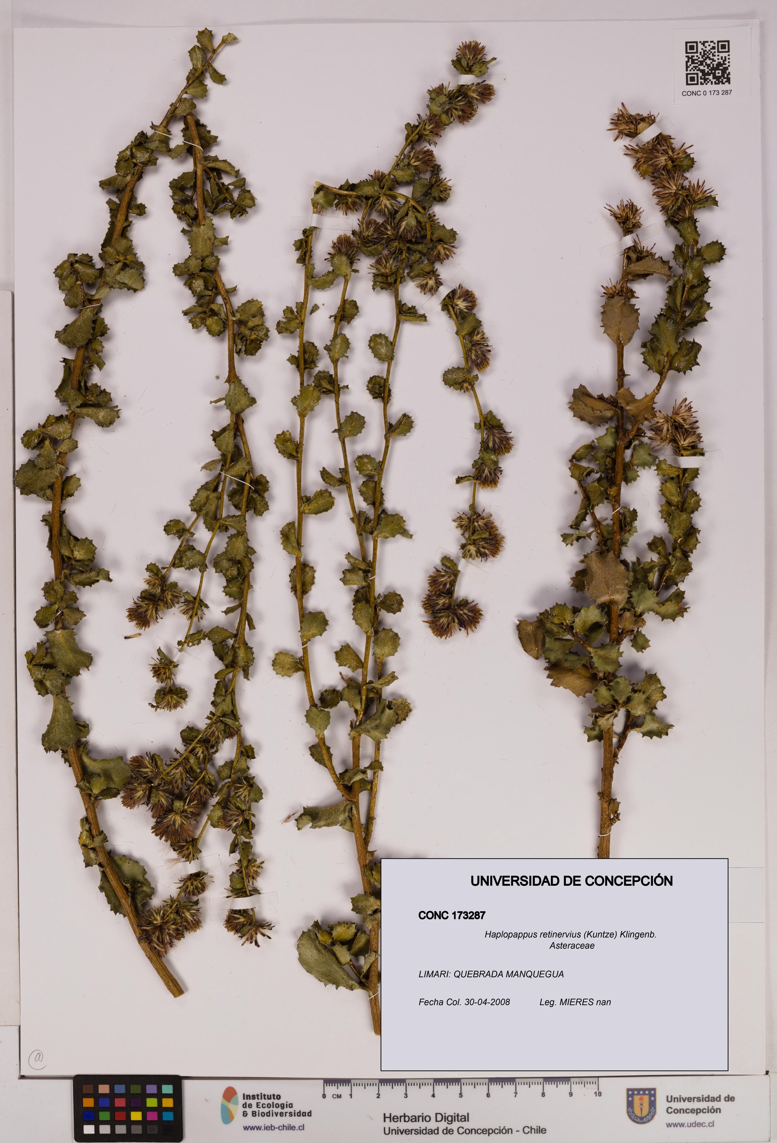 Haplopappus retinervius [Espécimen: UDEC:CONC:0173287]