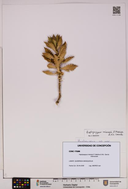 Haplopappus mieresii [Espécimen: UDEC:CONC:0173288]