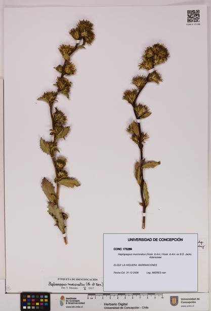 Haplopappus mucronatus [Espécimen: UDEC:CONC:0173289]