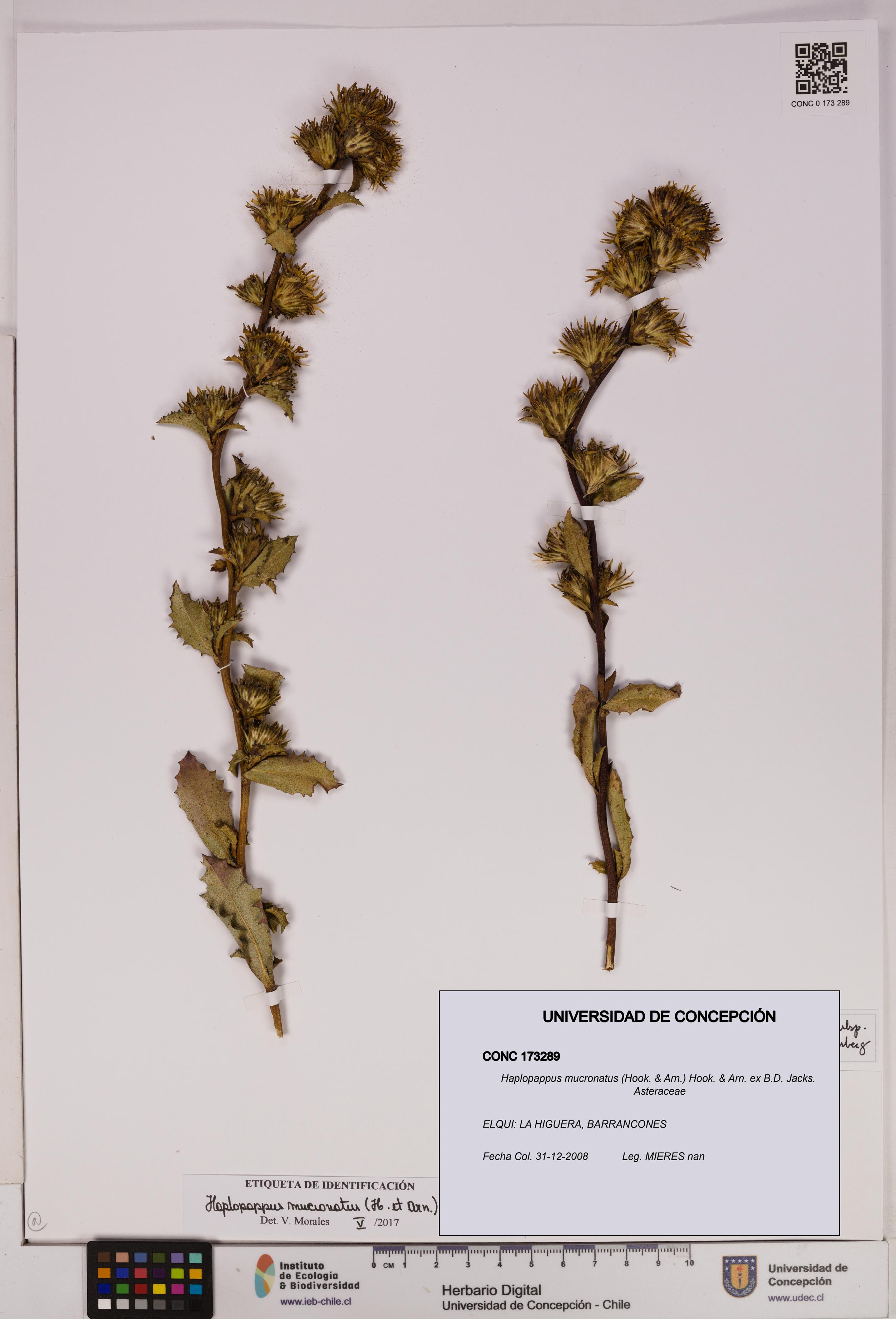 Haplopappus mucronatus [Espécimen: UDEC:CONC:0173289]