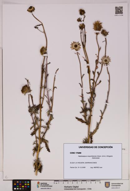 Haplopappus coquimbensis [Espécimen: UDEC:CONC:0173290]