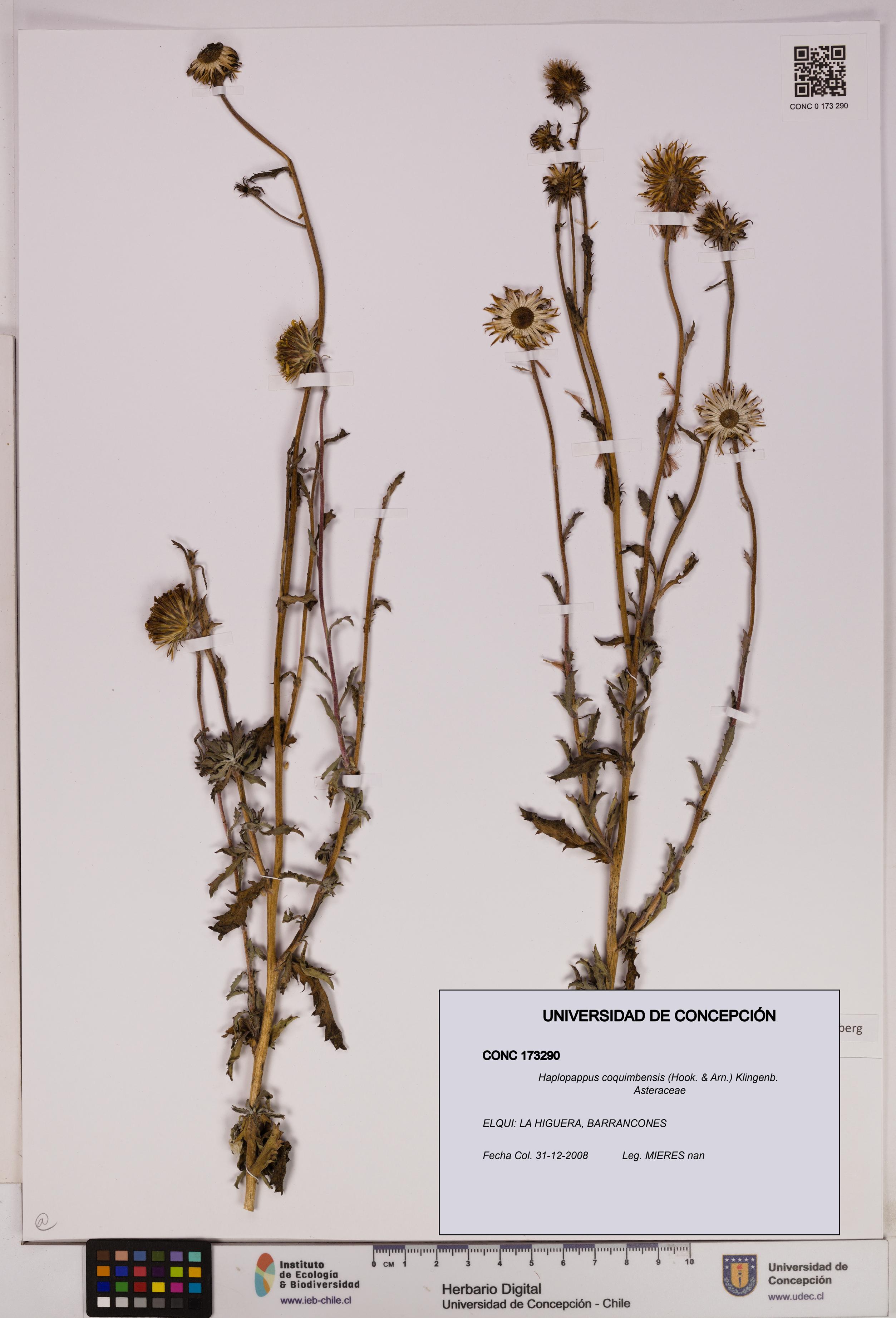 Haplopappus coquimbensis [Espécimen: UDEC:CONC:0173290]