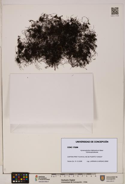 Hymenophyllum falklandicum [Espécimen: UDEC:CONC:0173296]