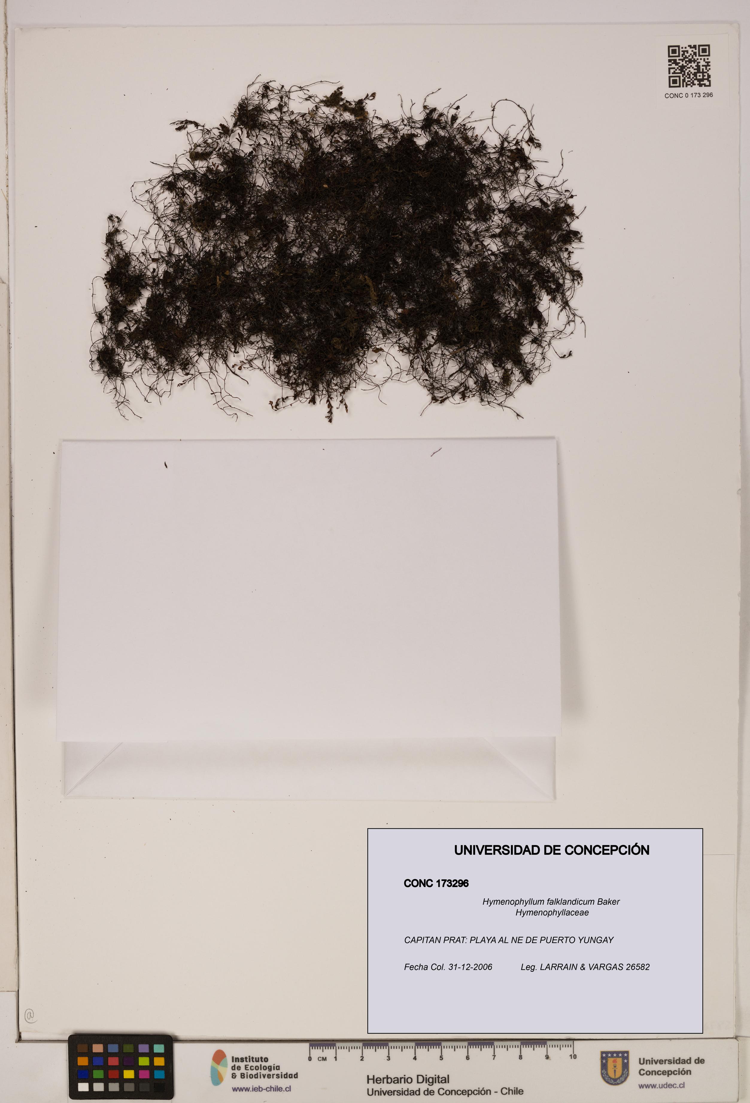 Hymenophyllum falklandicum [Espécimen: UDEC:CONC:0173296]
