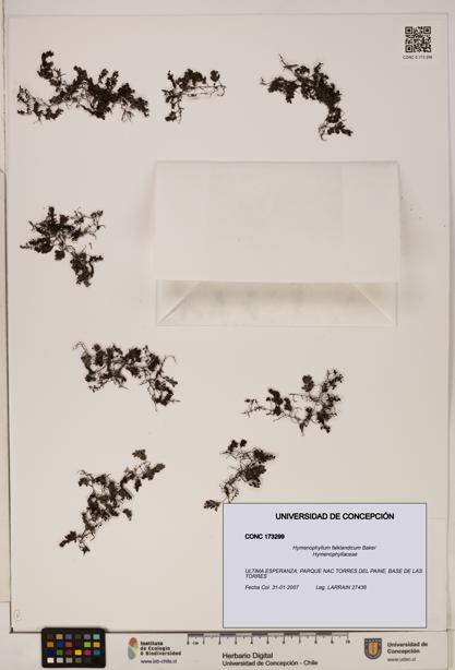 Hymenophyllum falklandicum [Espécimen: UDEC:CONC:0173299]