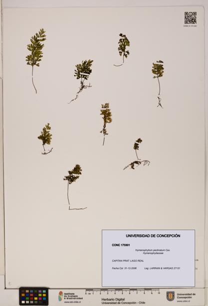 Hymenophyllum pectinatum [Espécimen: ]