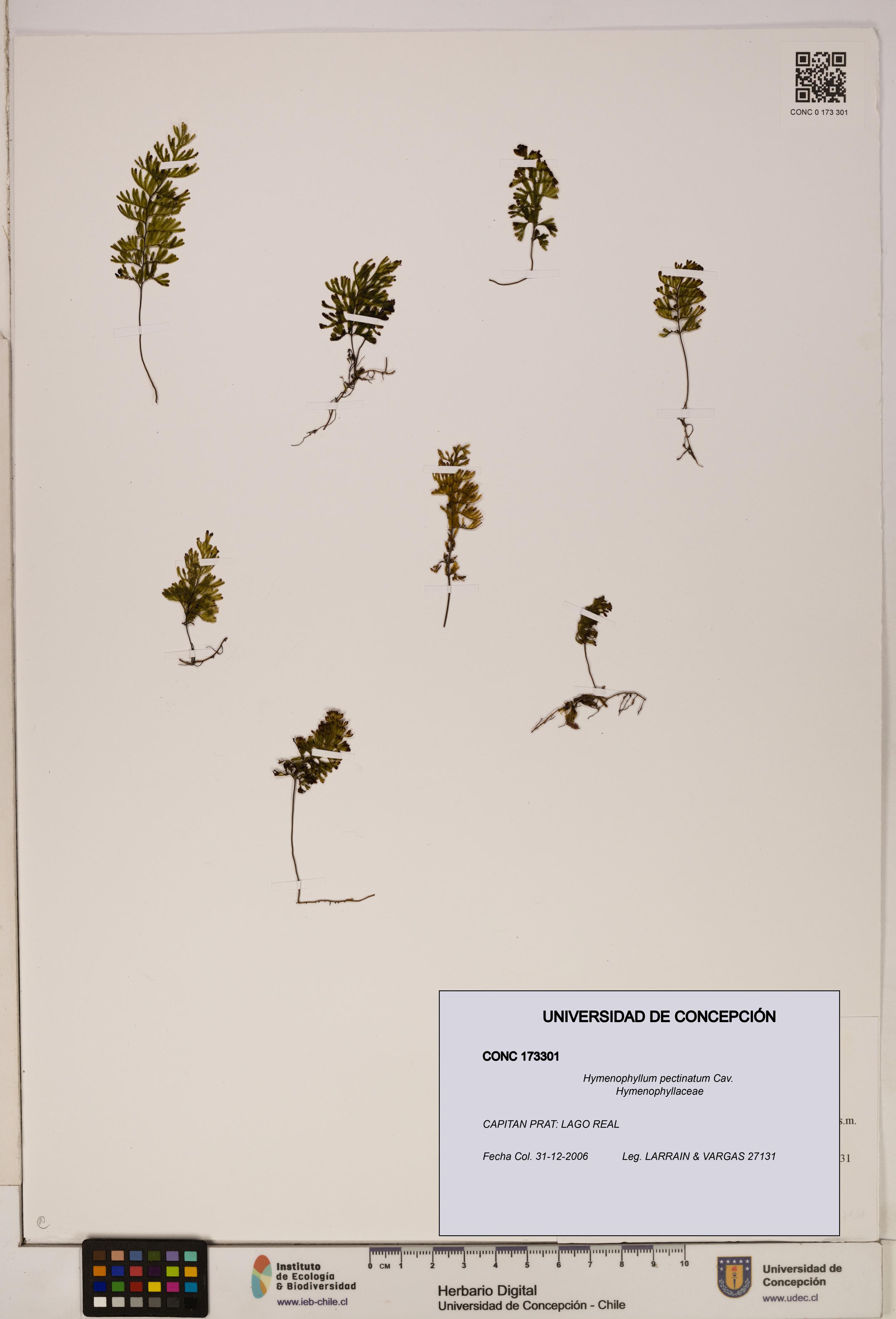 Hymenophyllum pectinatum [Espécimen: ]