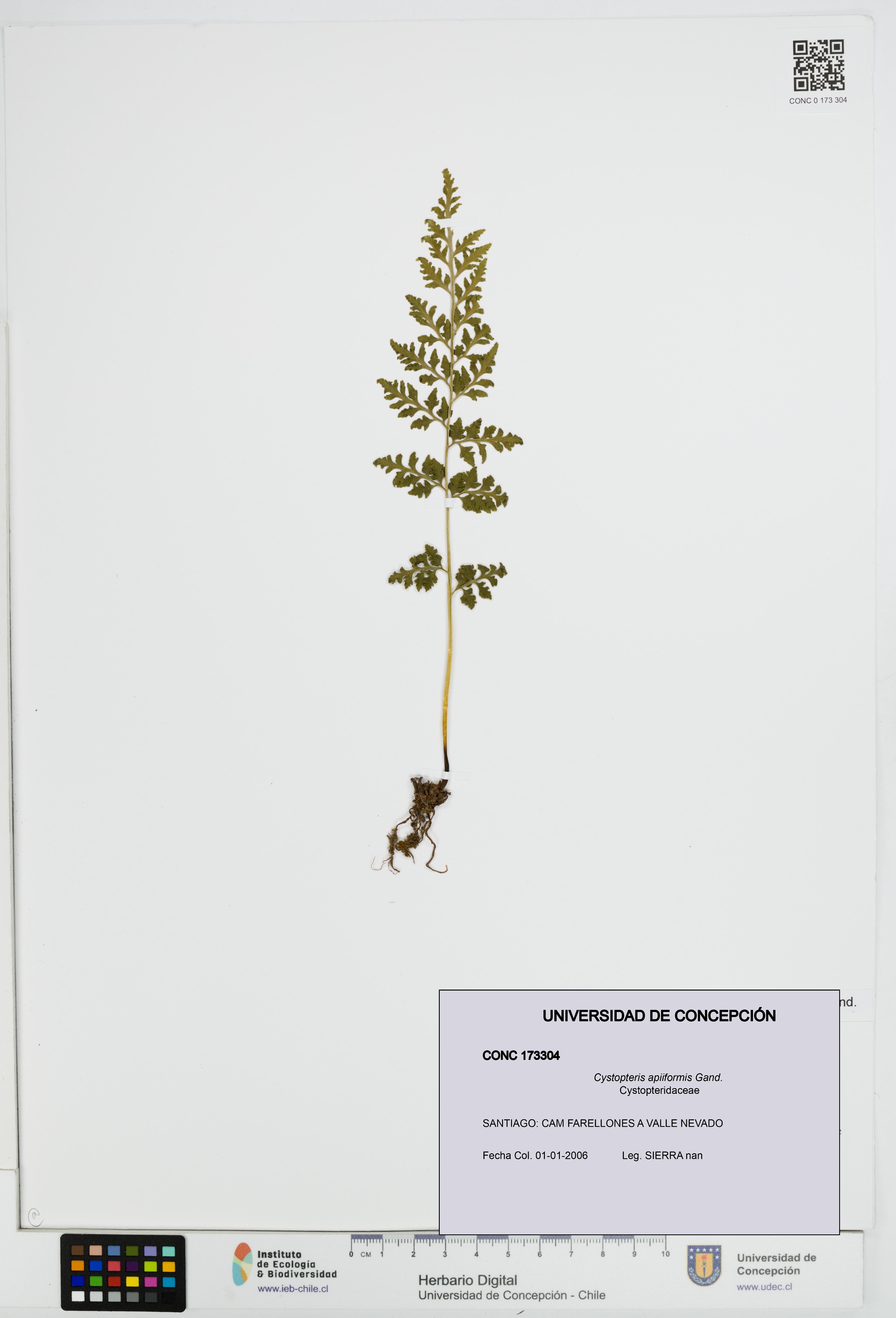 Cystopteris apiiformis [Espécimen: UDEC:CONC:0173304]