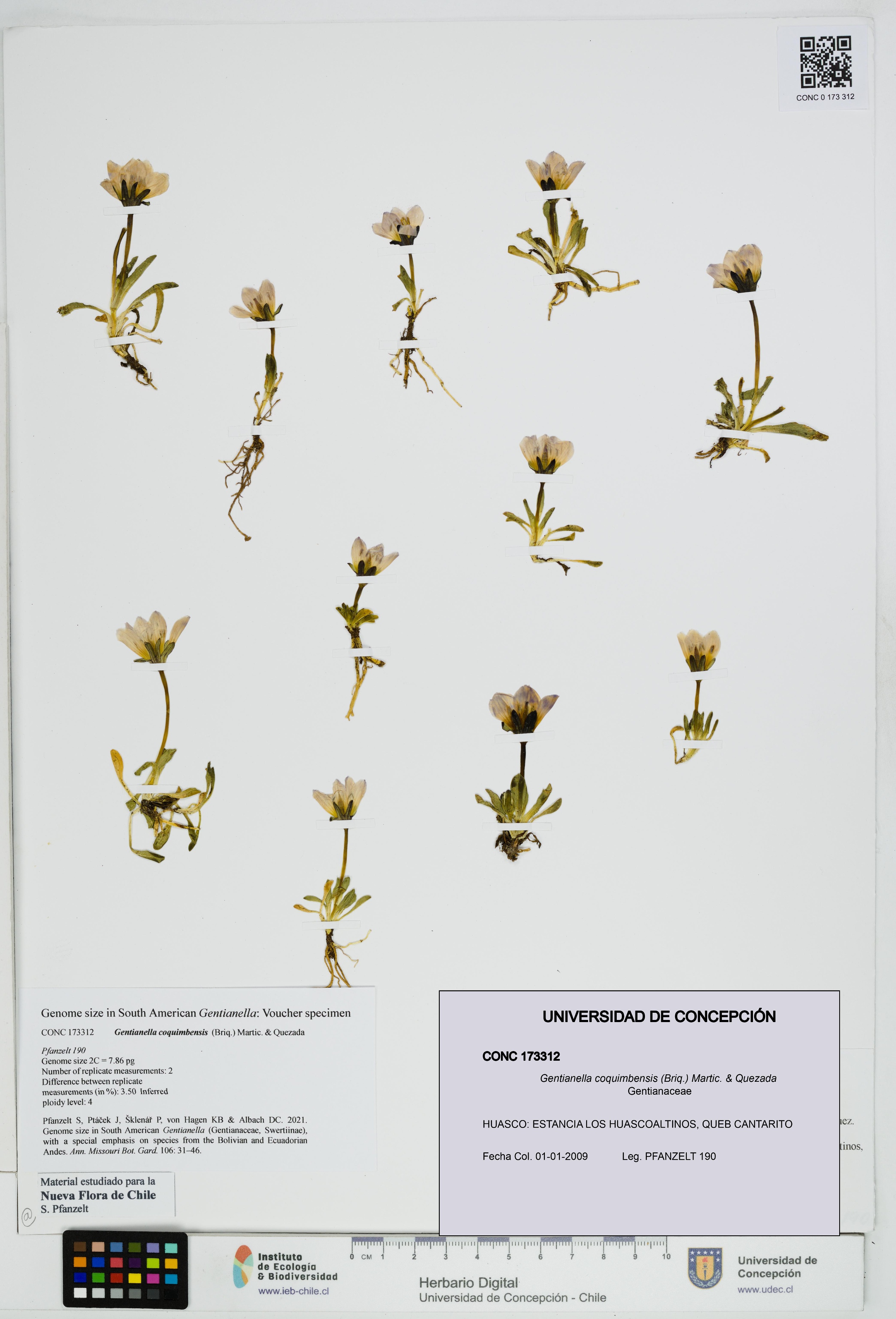 Gentianella coquimbensis [Espécimen: UDEC:CONC:0173312]