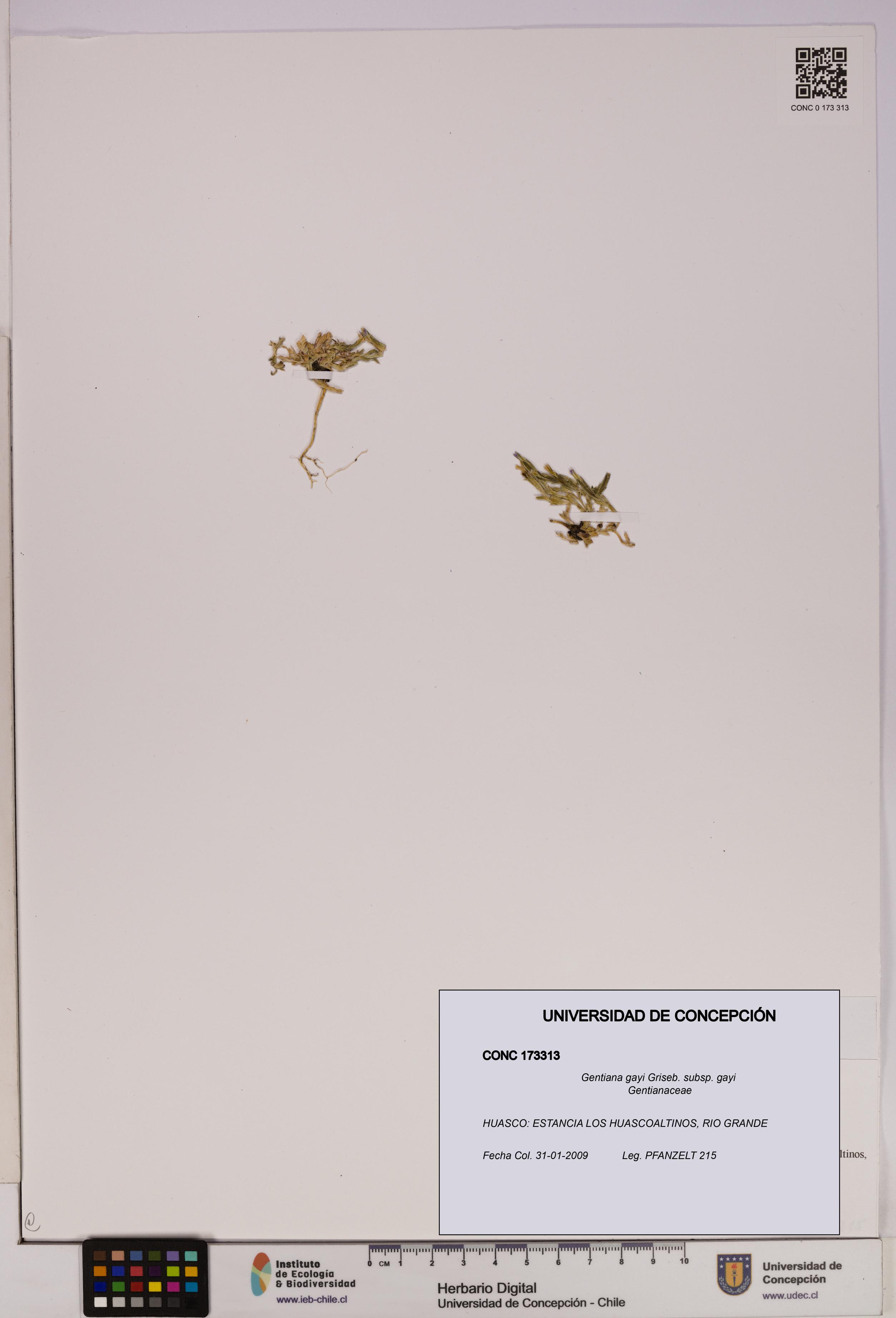 Gentiana gayi [Espécimen: UDEC:CONC:0173313]
