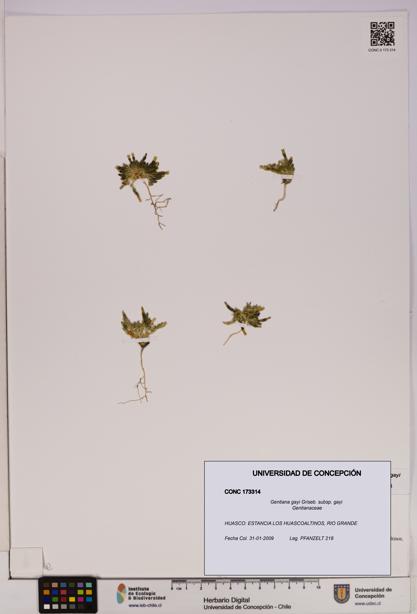 Gentiana gayi [Espécimen: UDEC:CONC:0173314]