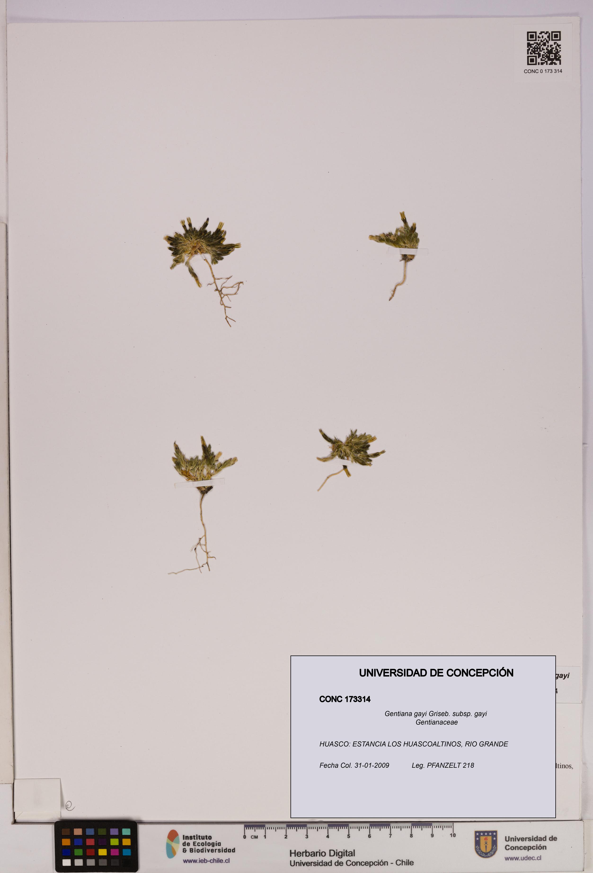 Gentiana gayi [Espécimen: UDEC:CONC:0173314]