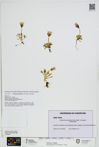 Gentianella coquimbensis [Espécimen: UDEC:CONC:0173316]