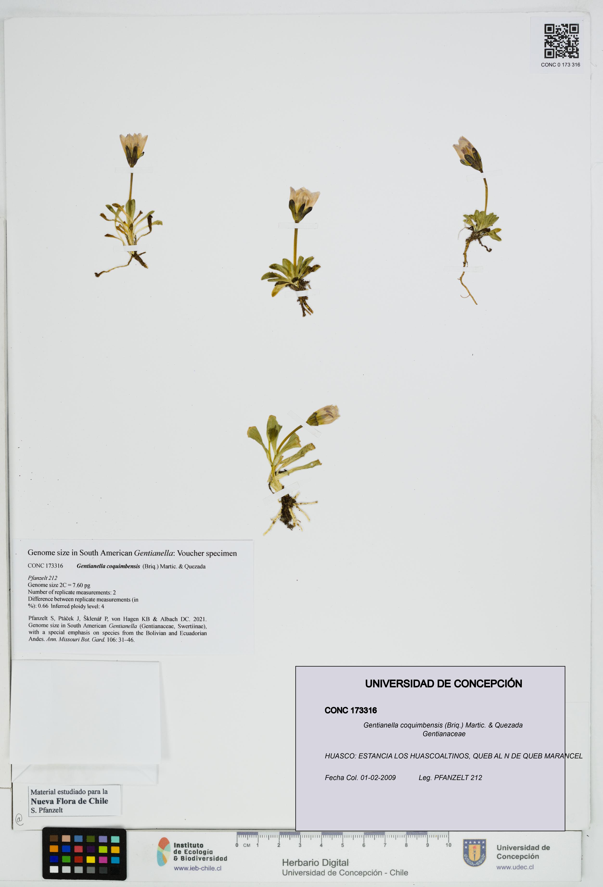 Gentianella coquimbensis [Espécimen: UDEC:CONC:0173316]