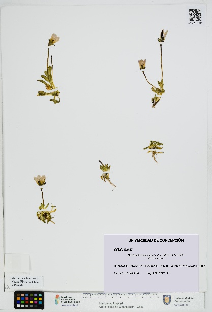 Gentianella coquimbensis [Espécimen: UDEC:CONC:0173317]