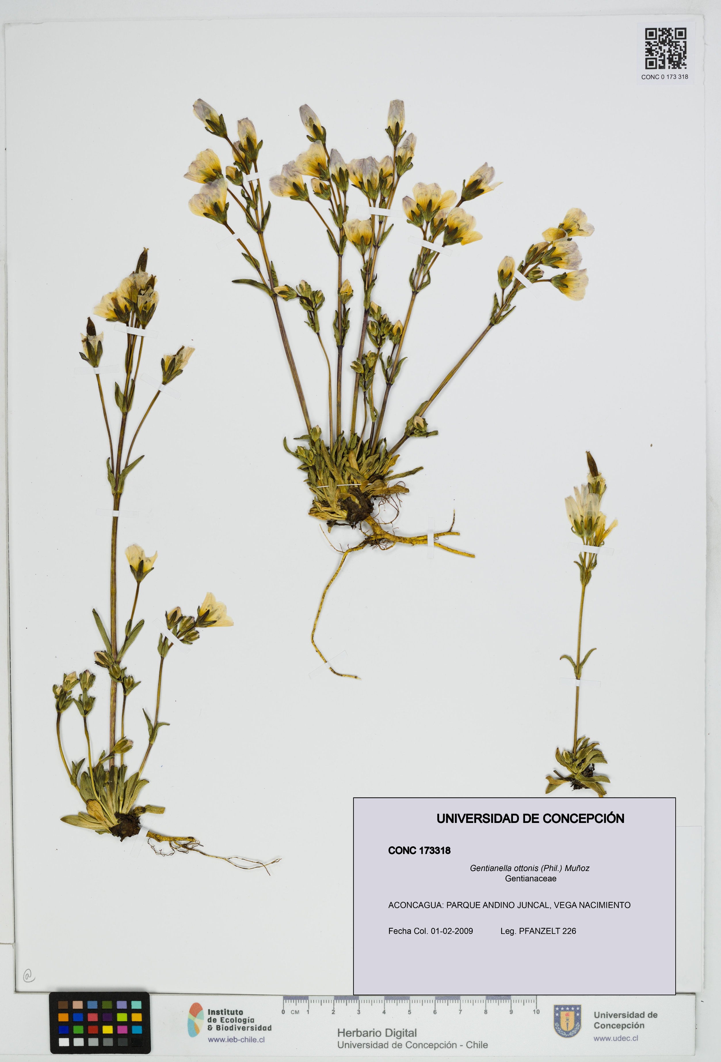 Gentianella ottonis [Espécimen: UDEC:CONC:0173318]