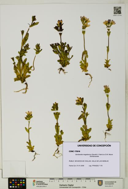 Gentianella magellanica [Espécimen: UDEC:CONC:0173319]