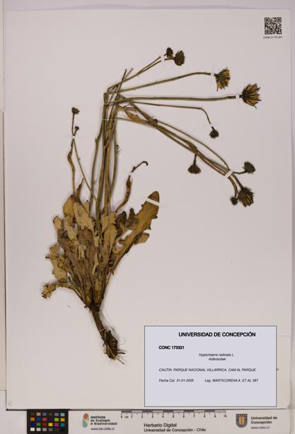 Hypochaeris radicata [Espécimen: UDEC:CONC:0173321]