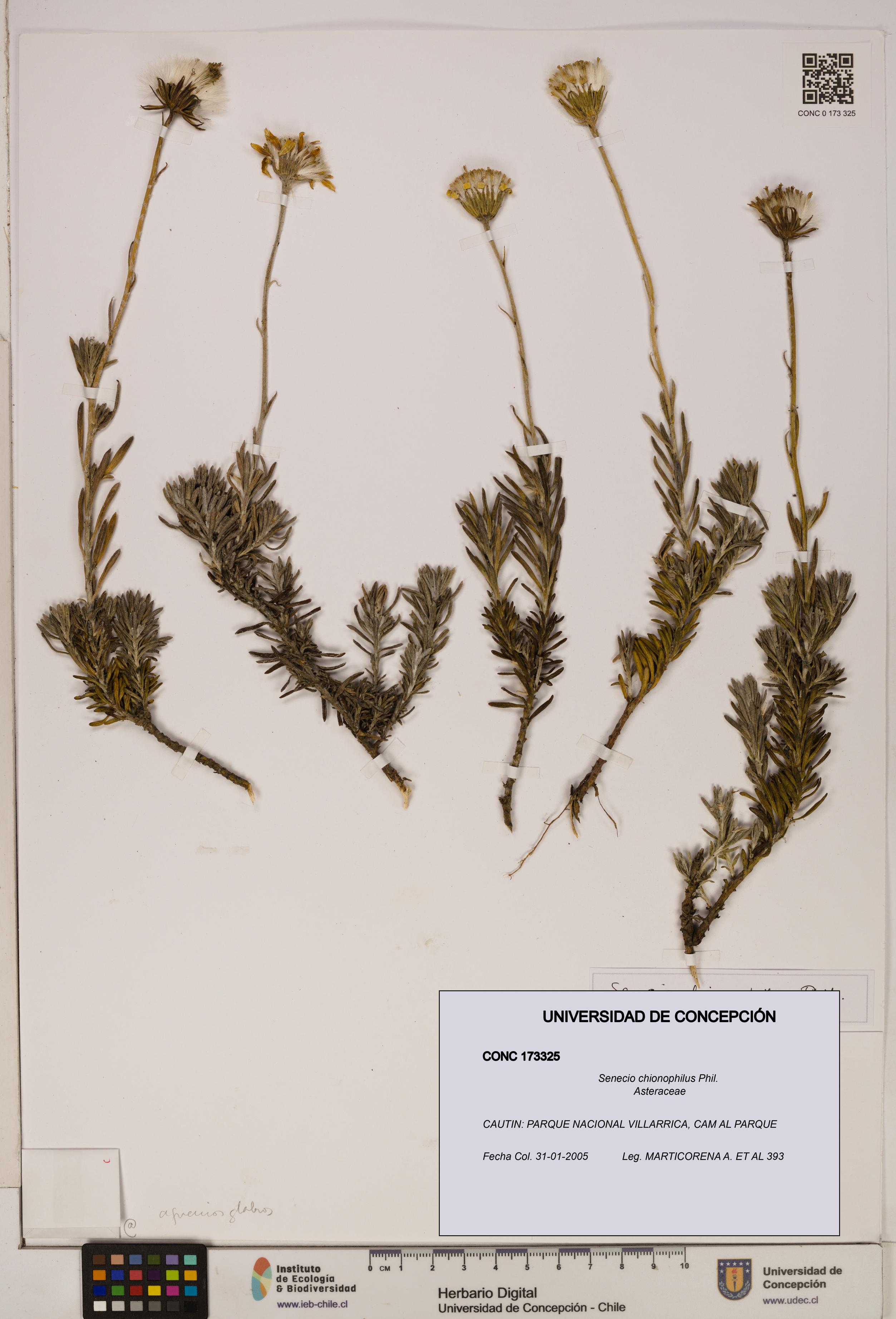 Senecio chionophilus [Espécimen: UDEC:CONC:0173325]
