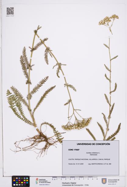 Achillea millefolium [Espécimen: ]