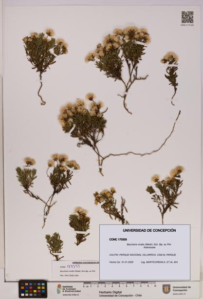 Baccharis nivalis [Espécimen: UDEC:CONC:0173333]