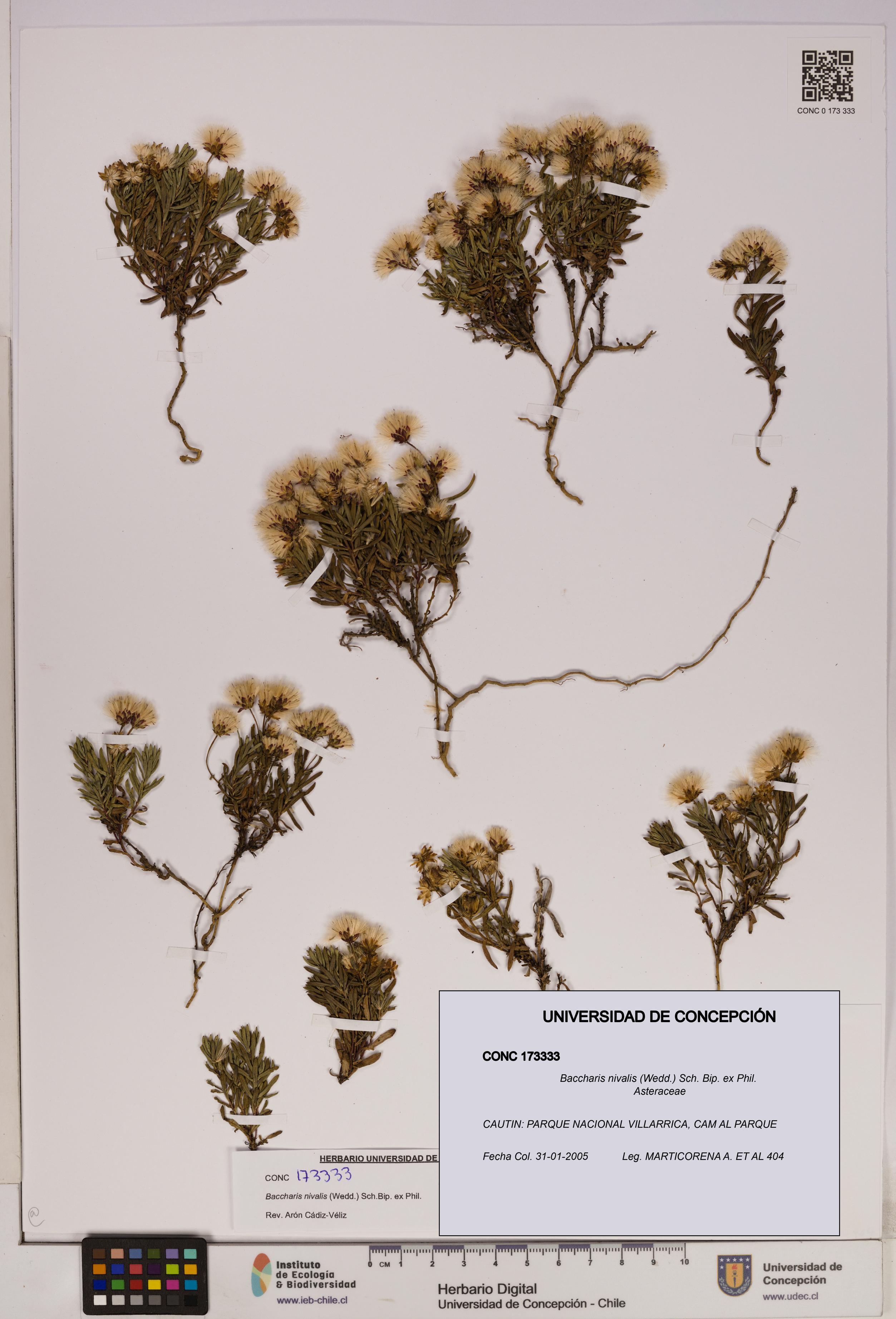 Baccharis nivalis [Espécimen: UDEC:CONC:0173333]