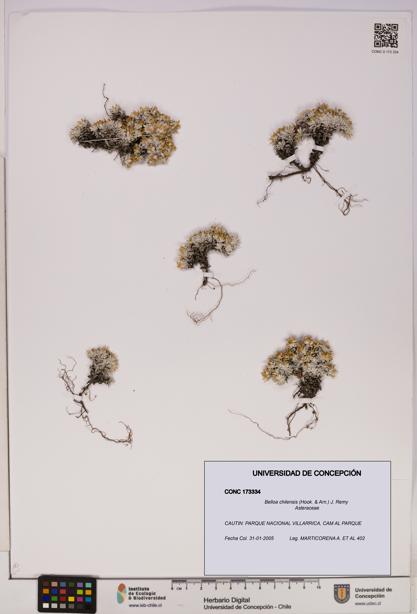 Belloa chilensis [Espécimen: UDEC:CONC:0173334]