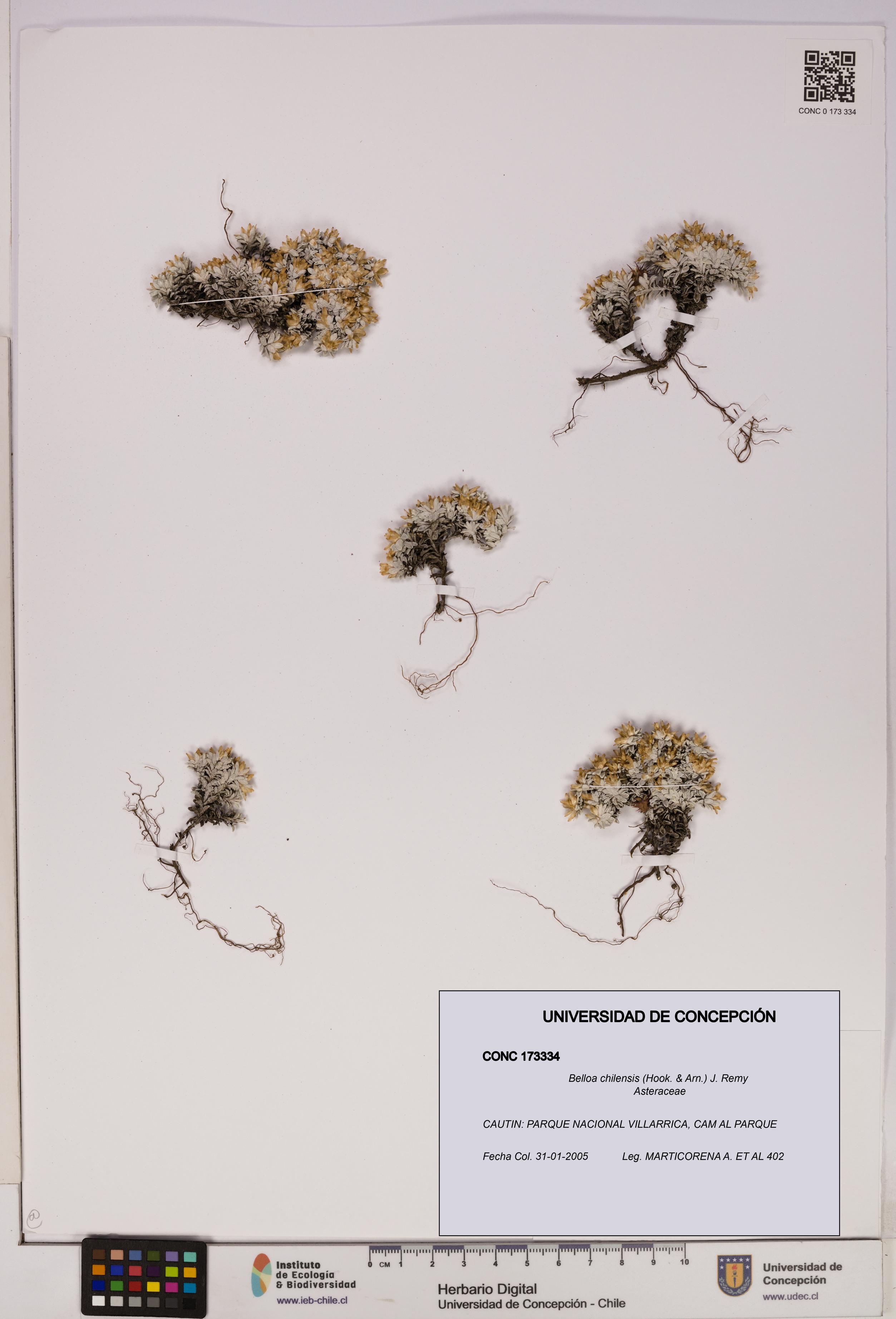 Belloa chilensis [Espécimen: UDEC:CONC:0173334]