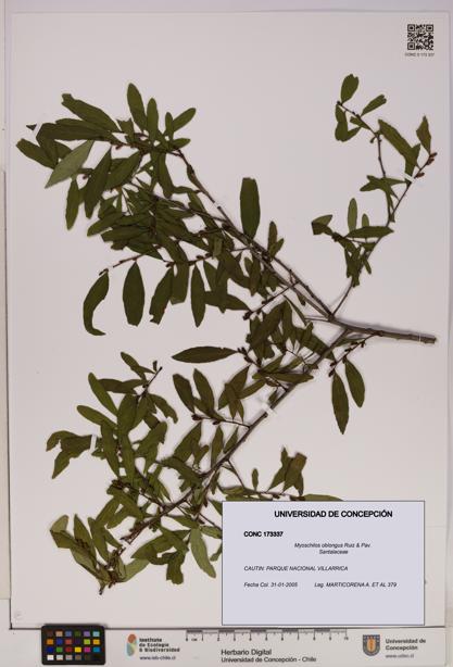 Myoschilos oblongus [Espécimen: UDEC:CONC:0173337]