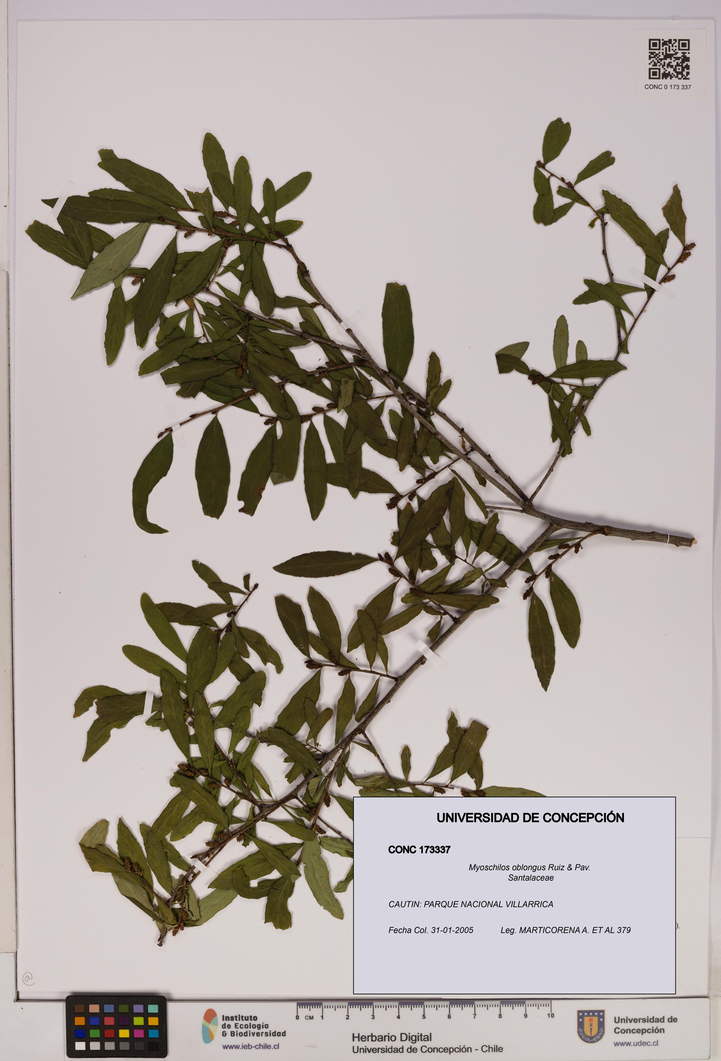 Myoschilos oblongus [Espécimen: UDEC:CONC:0173337]