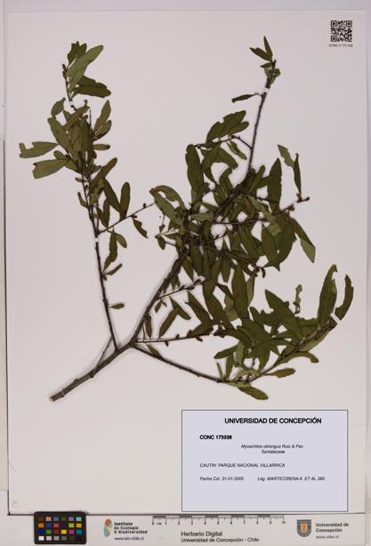 Myoschilos oblongus [Espécimen: UDEC:CONC:0173338]