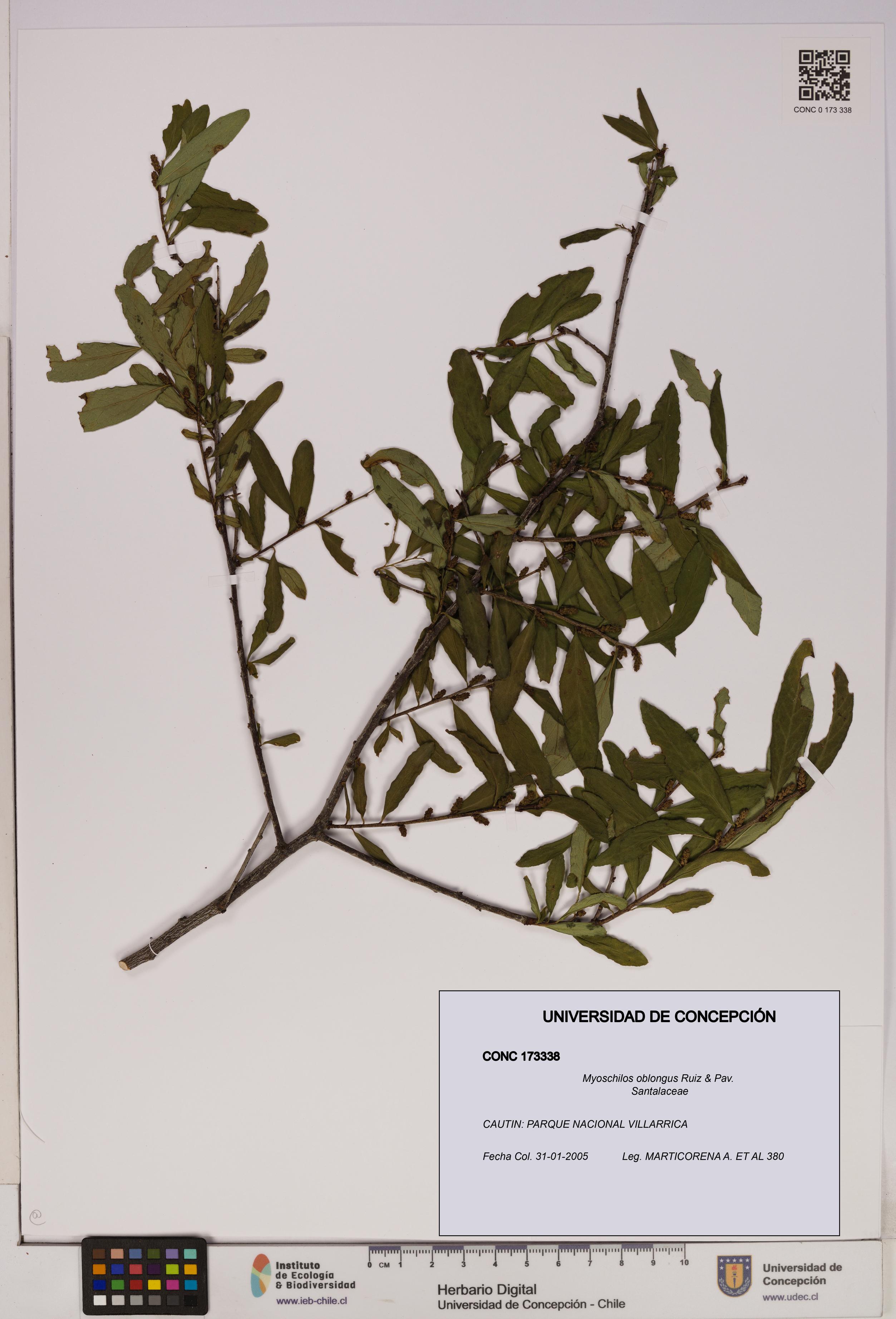 Myoschilos oblongus [Espécimen: UDEC:CONC:0173338]