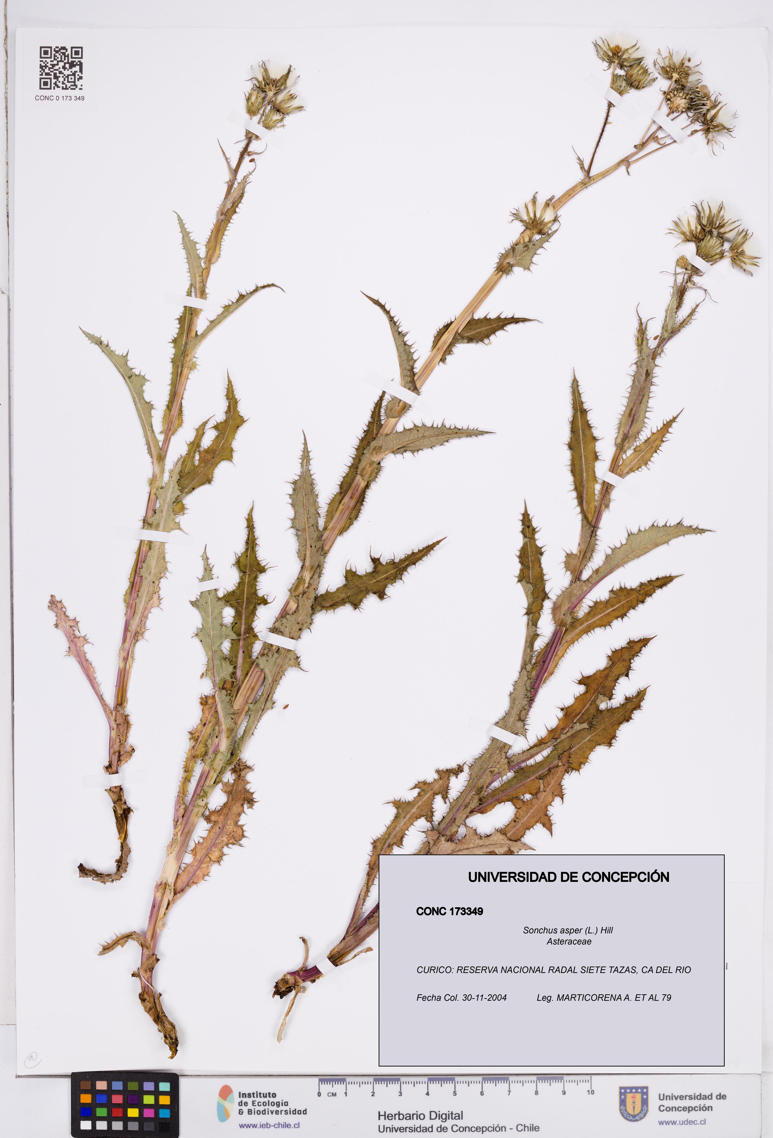 Sonchus asper [Espécimen: ]