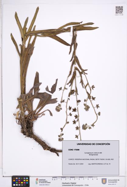 Cynoglossum creticum [Espécimen: ]