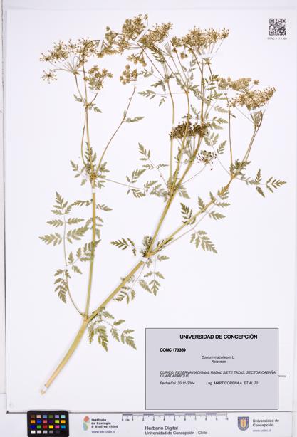 Conium maculatum [Espécimen: ]