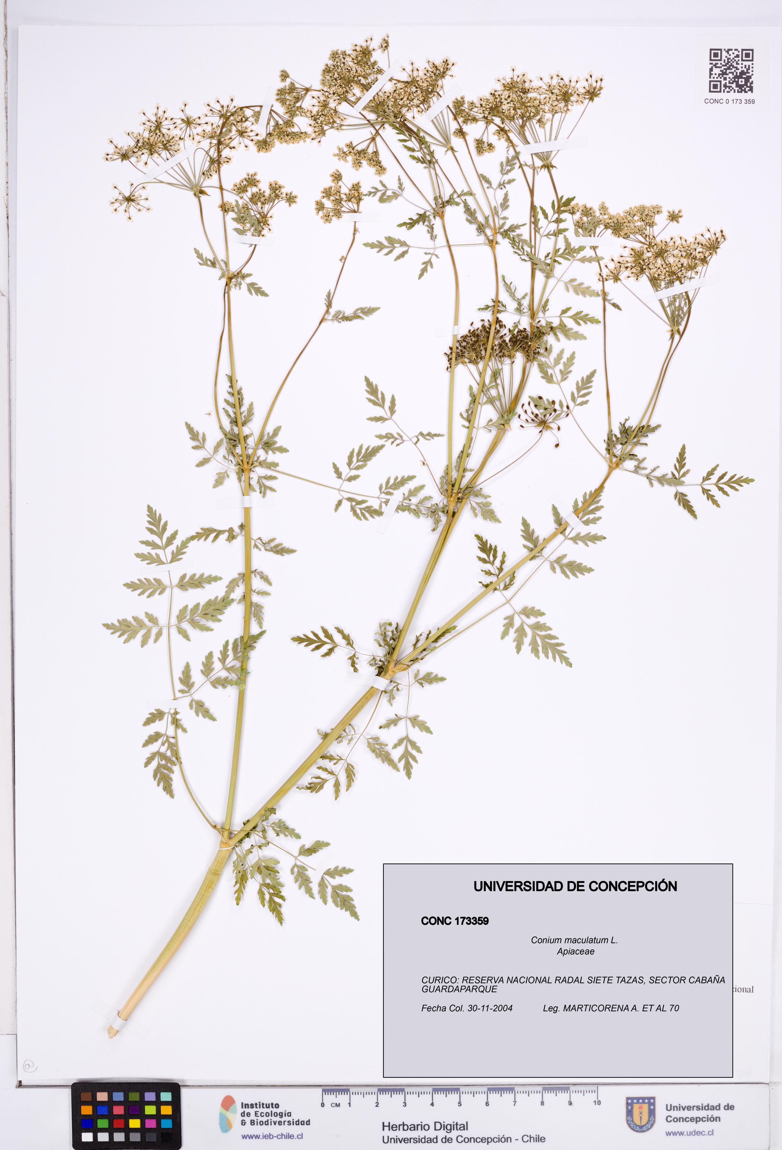 Conium maculatum [Espécimen: ]