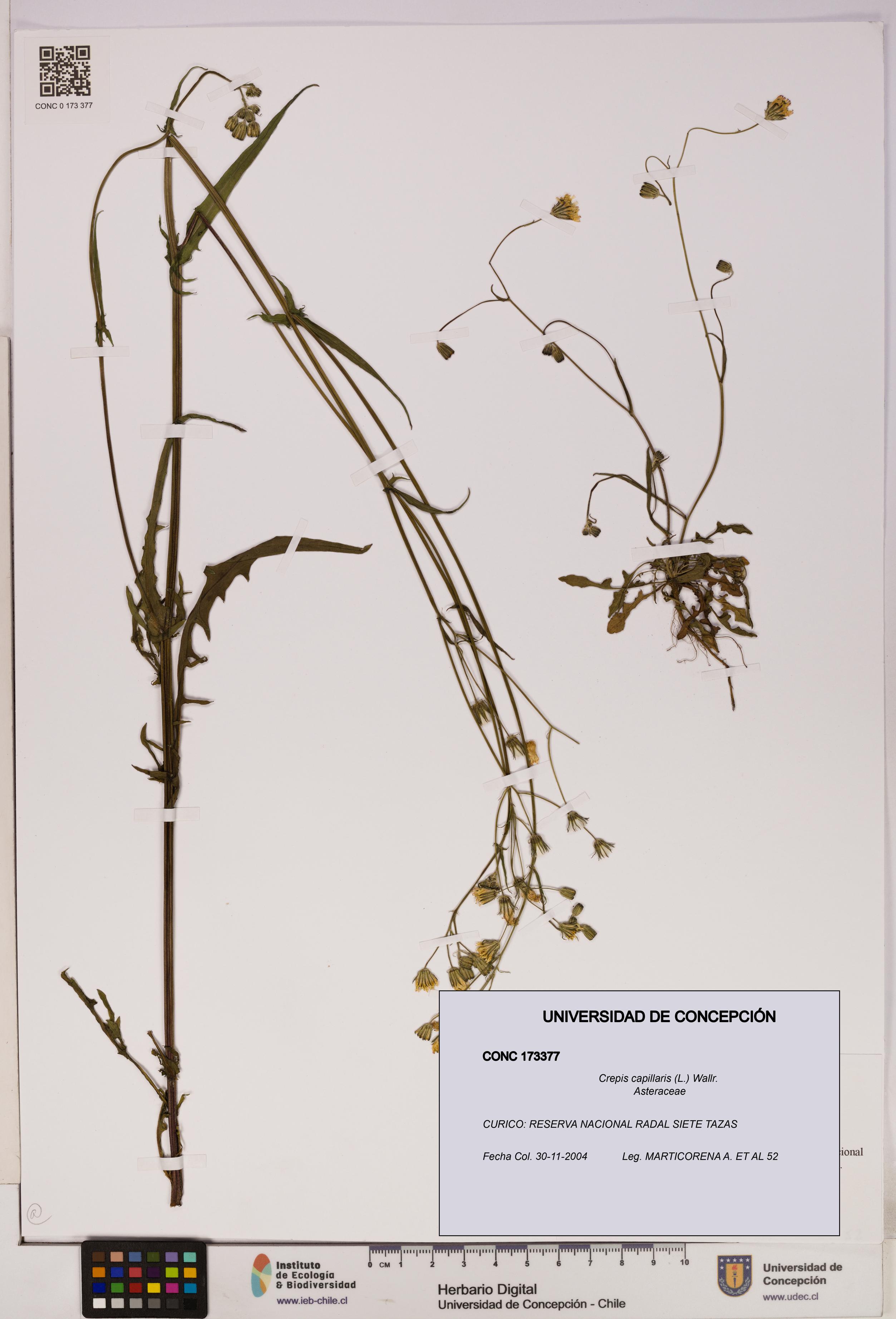 Crepis capillaris [Espécimen: UDEC:CONC:0173377]