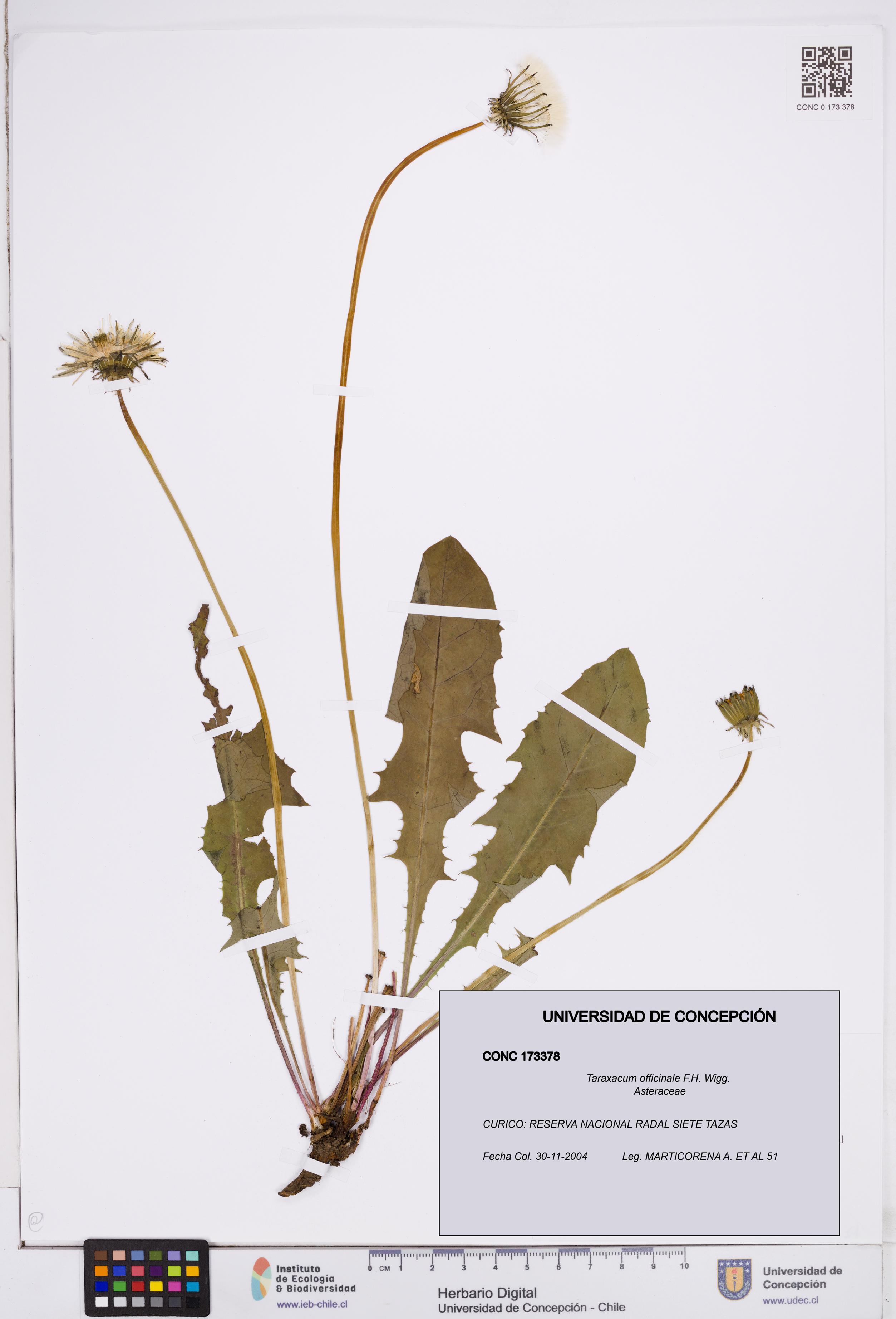Taraxacum officinale [Espécimen: ]