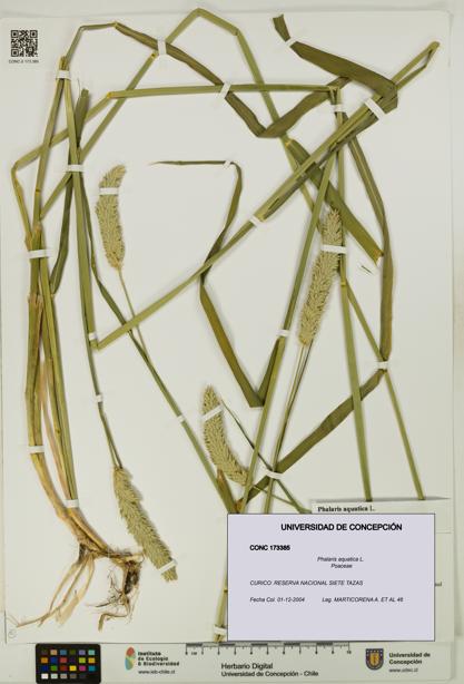 Phalaris aquatica [Espécimen: UDEC:CONC:0173385]