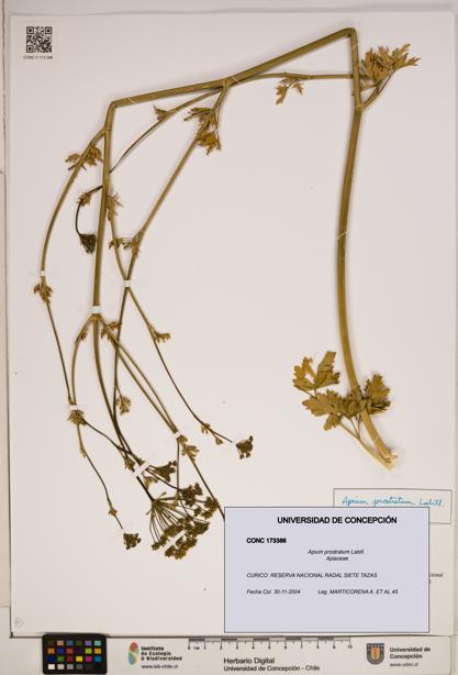 Apium prostratum [Espécimen: ]