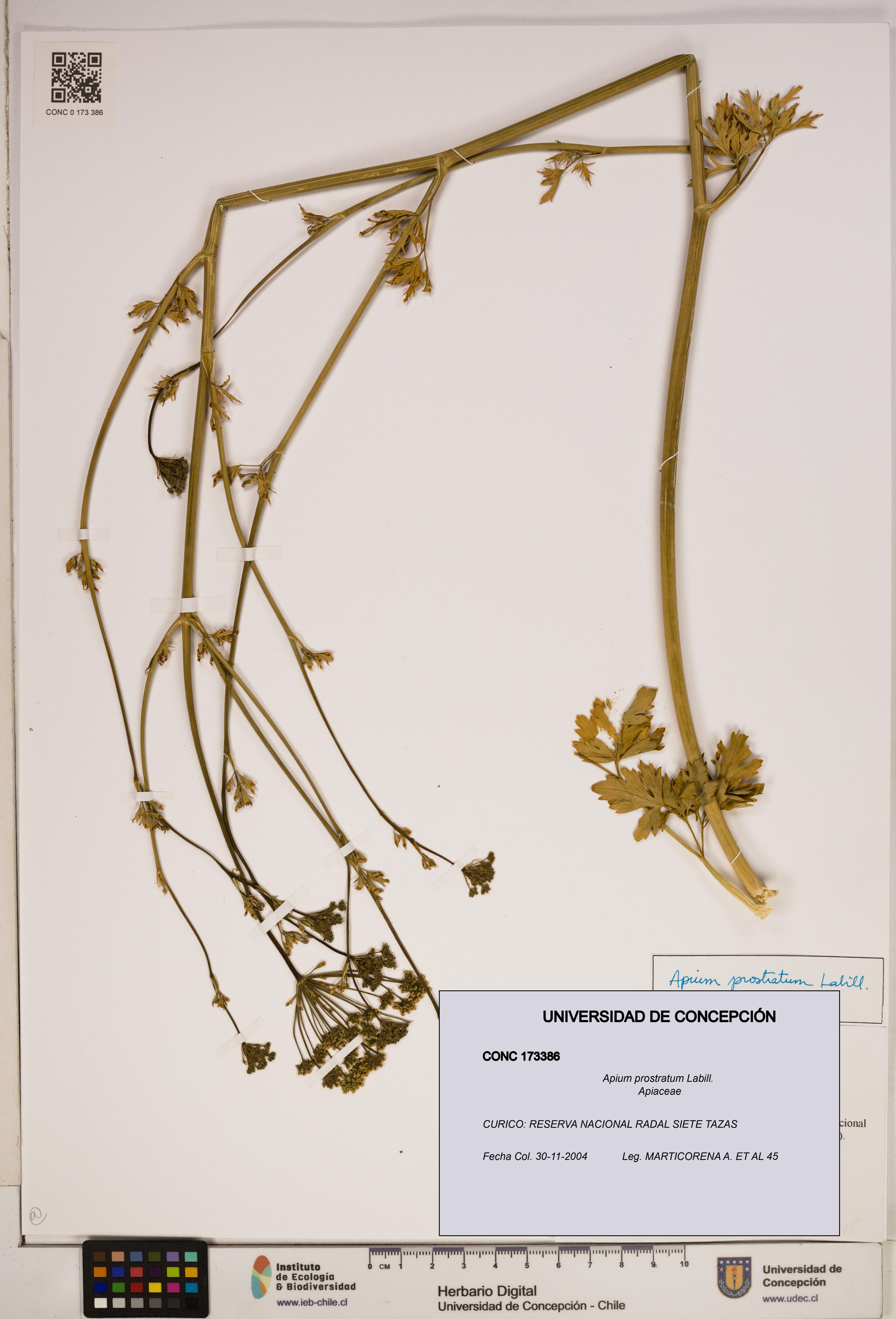 Apium prostratum [Espécimen: ]