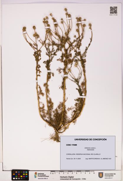 Anthemis cotula [Espécimen: UDEC:CONC:0173395]