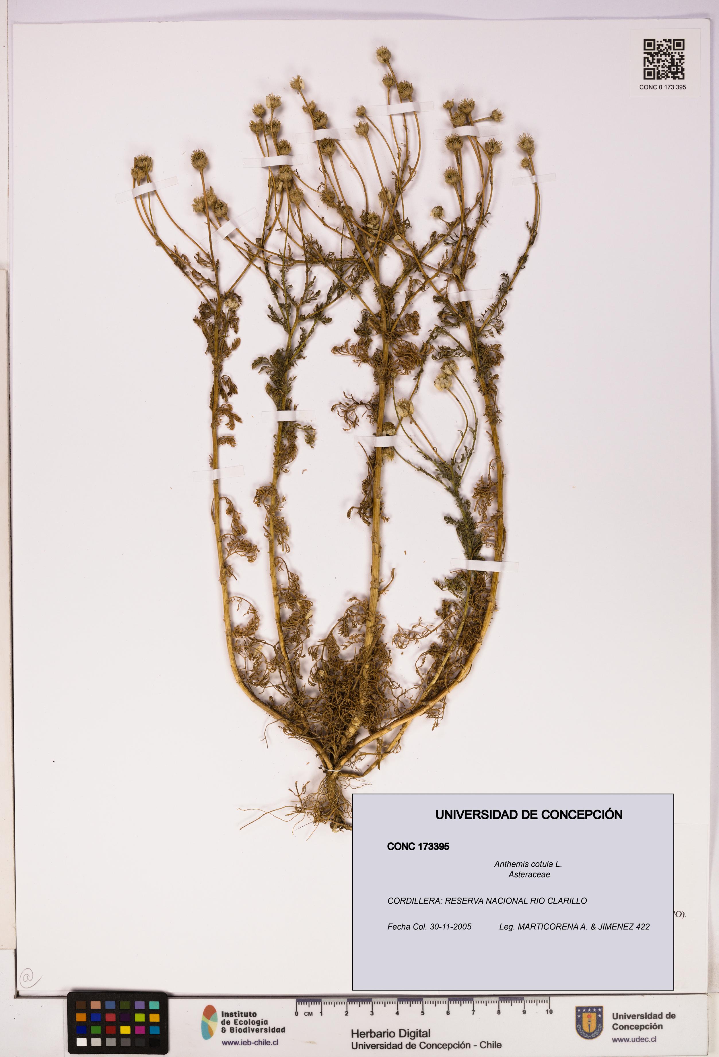 Anthemis cotula [Espécimen: UDEC:CONC:0173395]