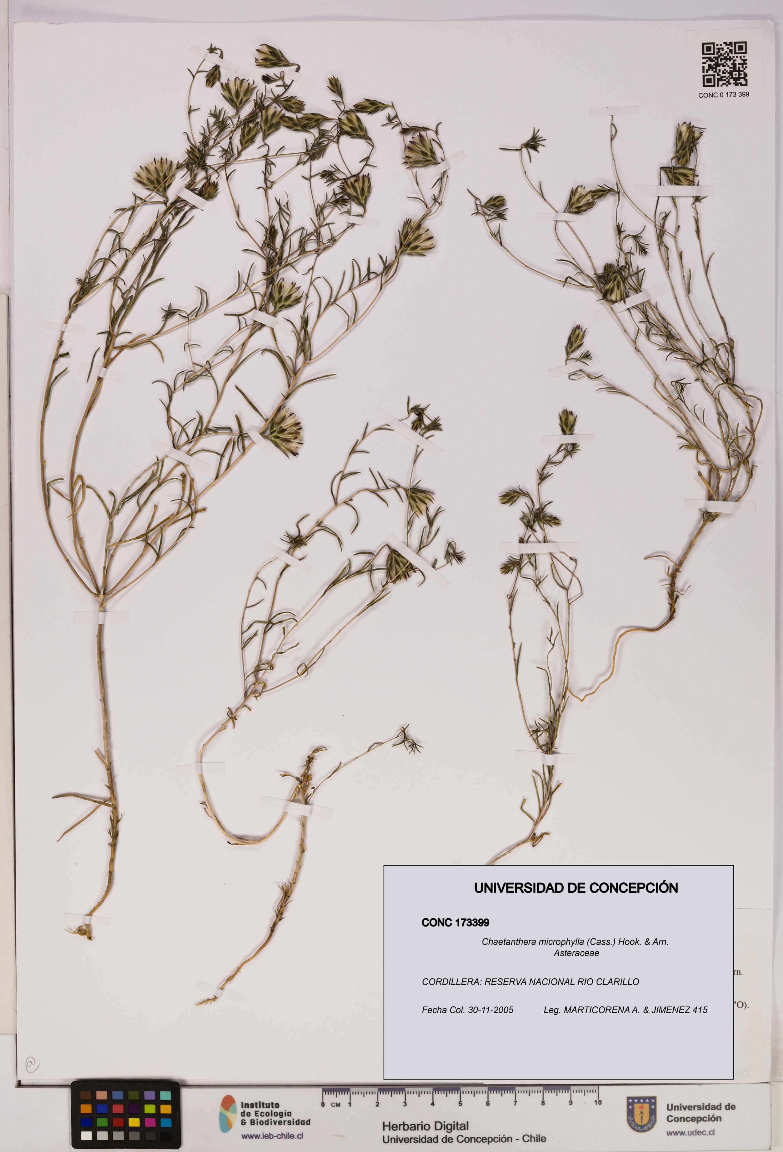 Chaetanthera microphylla [Espécimen: UDEC:CONC:0173399]