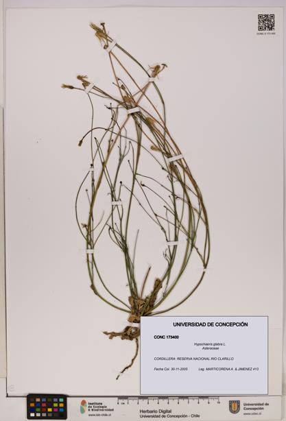 Hypochaeris glabra [Espécimen: UDEC:CONC:0173400]