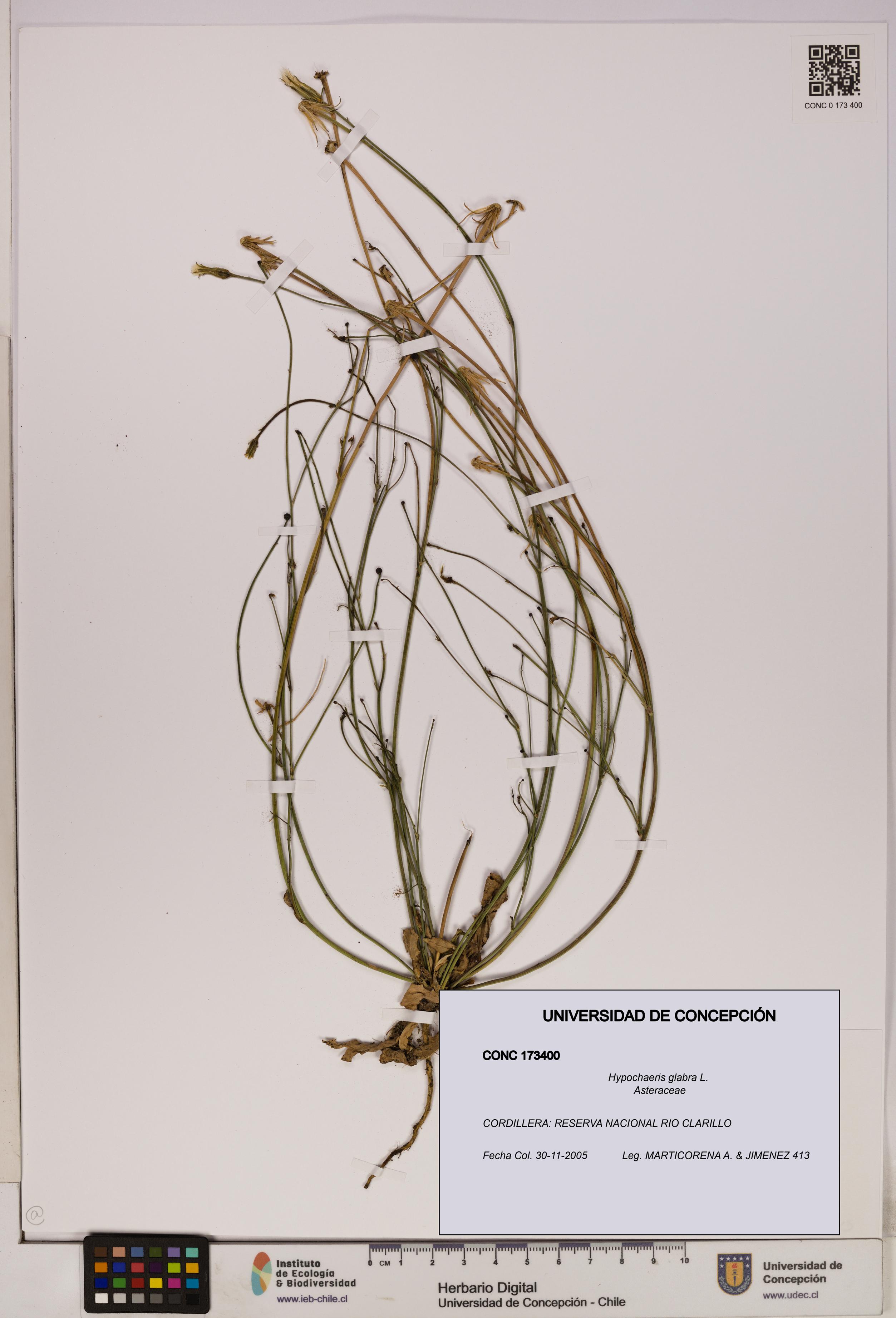 Hypochaeris glabra [Espécimen: UDEC:CONC:0173400]