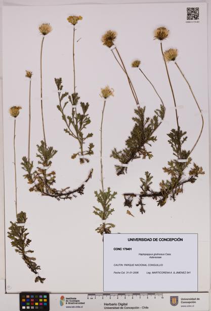 Haplopappus glutinosus [Espécimen: UDEC:CONC:0173401]