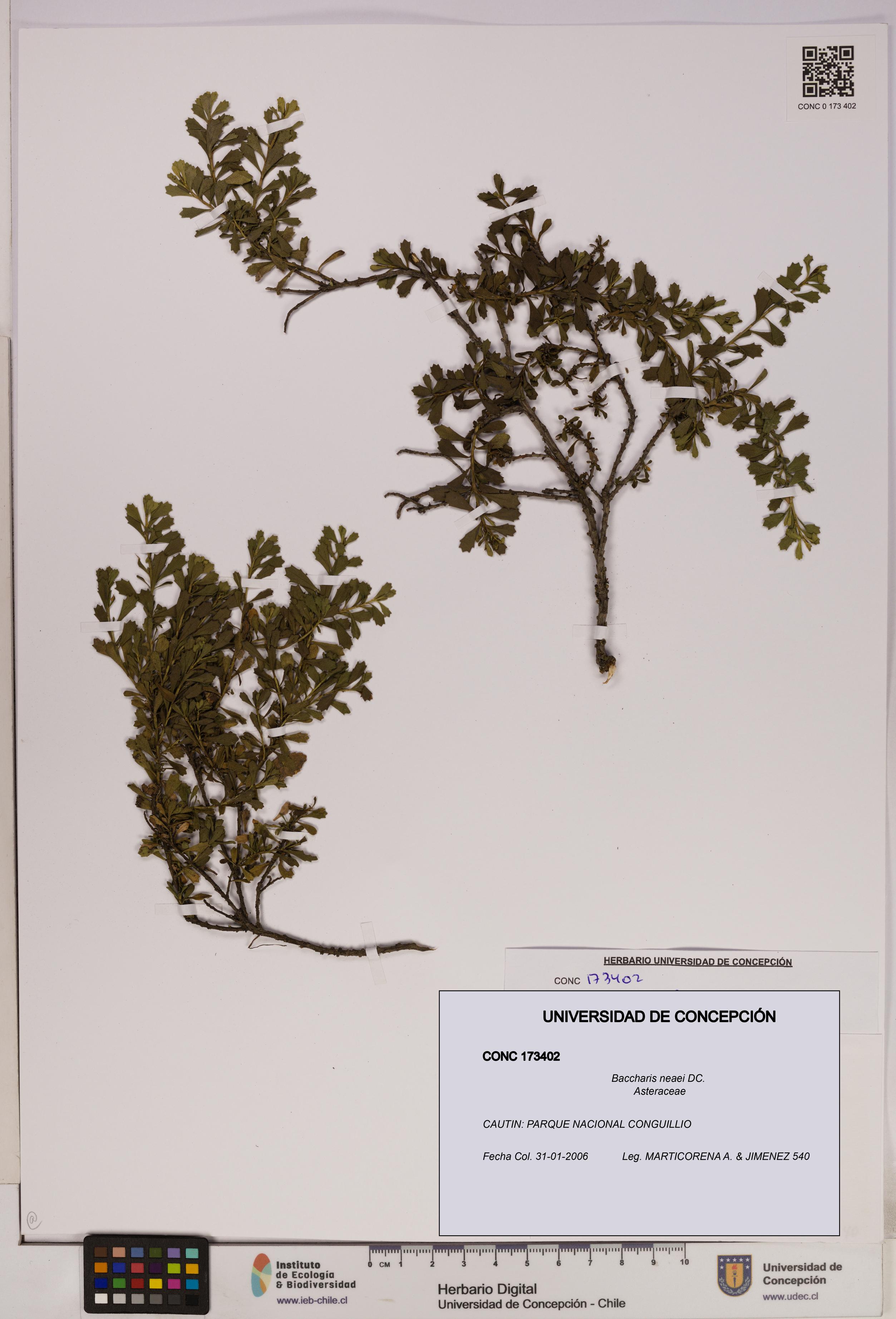 Baccharis neaei [Espécimen: UDEC:CONC:0173402]
