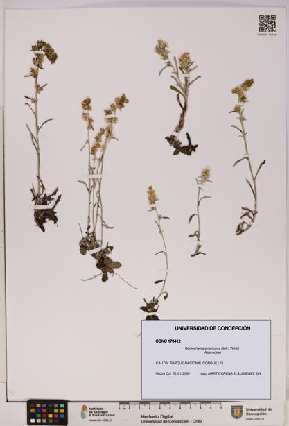 Gamochaeta americana [Espécimen: UDEC:CONC:0173412]